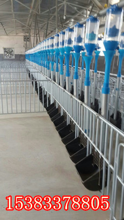 猪场喂料系统 饲喂设备自动化养猪 仔猪保育舍自动喂料线