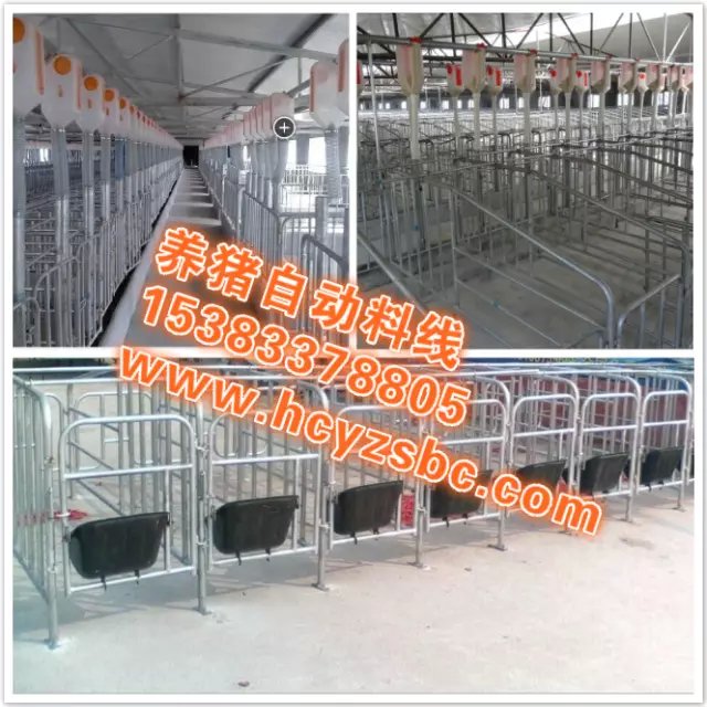 自动化养猪设备料线养猪自动化