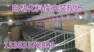 养猪自动化供料设备 猪场送料自动化设备