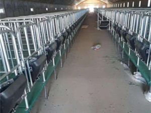 猪场高床定位栏带食槽供应厂家